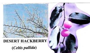 desert hackberry branch & fruit.jpg