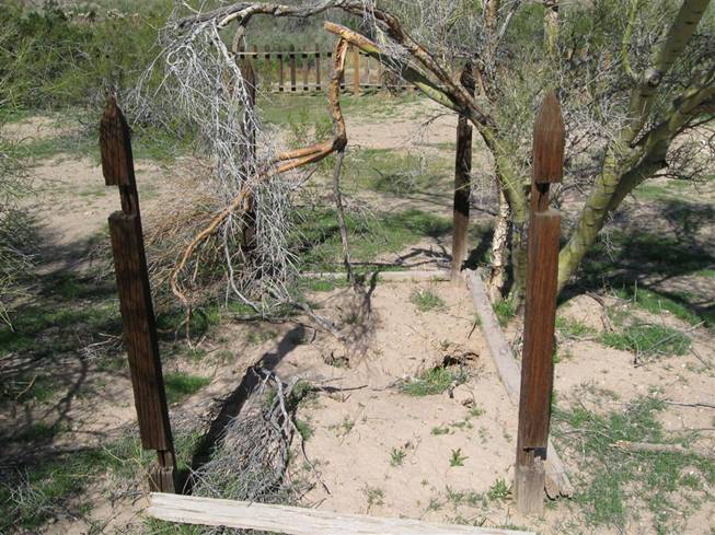 Insert 7. Elaborate 4- post grave; note rodent holes and brush inside the foundation